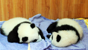 Großer Panda Aufzuchtstation